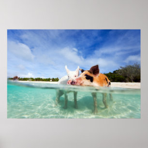 Två små smågrisar poster