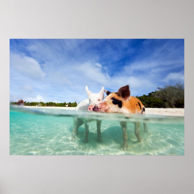 Två små smågrisar poster (Framsidan)