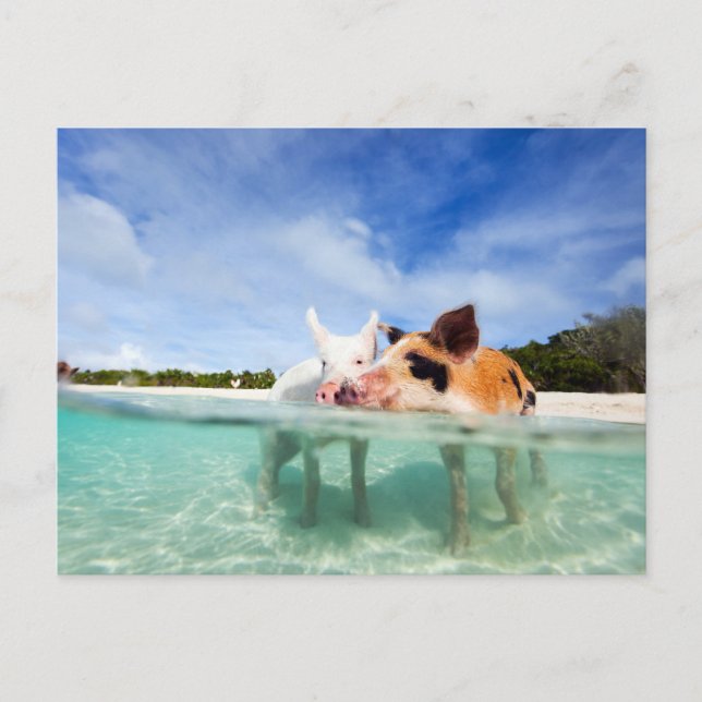 Två små smågrisar vykort (Framsida)