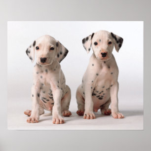 Två små svarta och vita Dalmatiska valpar Poster