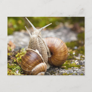 Två Snigel Vykort