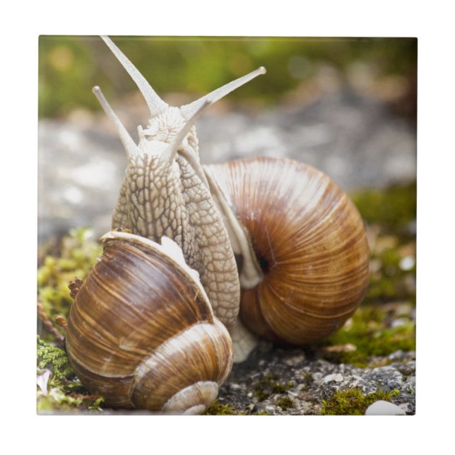 Två sniglar kakelplatta (Framsidan)