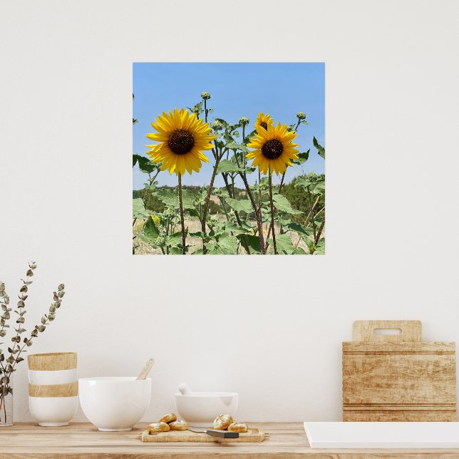 Två solblommor blå himmel poster (Kök)