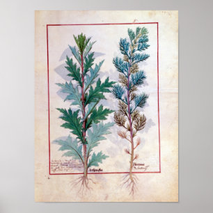 Två sorter av Artemesia Poster