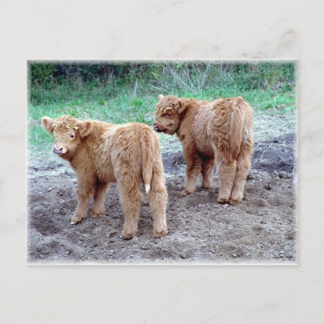 Två söt svan! vykort (Framsida)