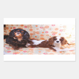 Två söta Cavalier King Charles Spaniels-klistermär Rektangulärt Klistermärke