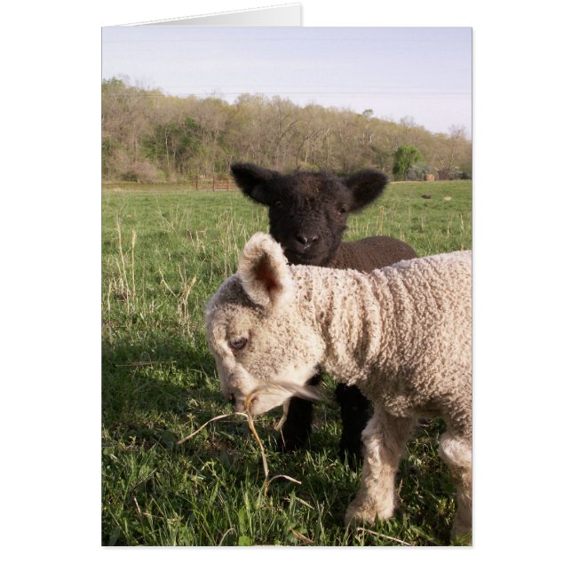 Två Spädbarn Hälsningskort (Framsidan)