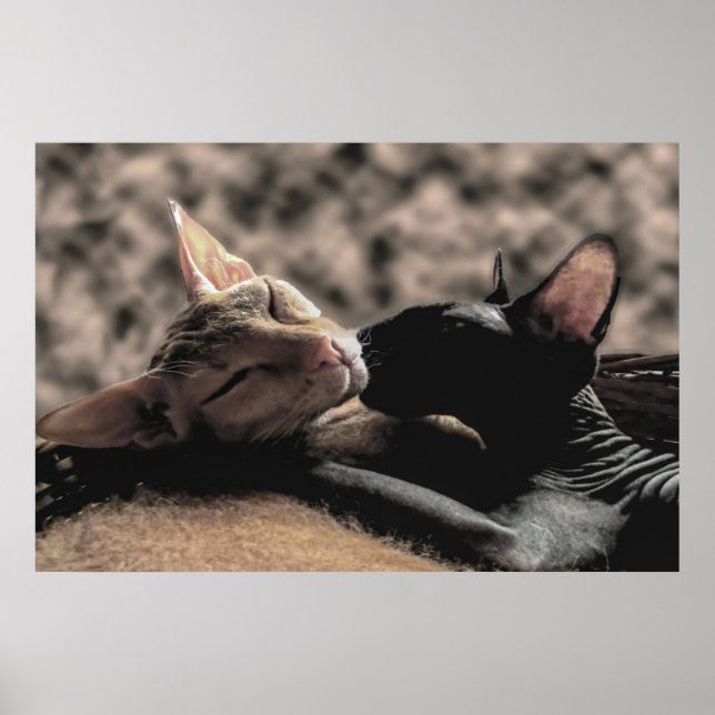 Två Sphynx-katter som kysser varandra - Äkta kärle Poster (Framsidan)