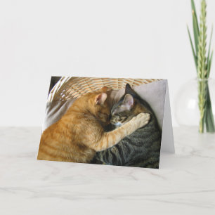 Två Spipande Tabby katt Cuddling Kort
