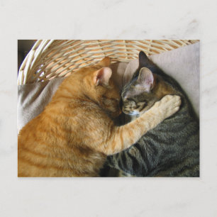 Två Spipande Tabby katt Cuddling Vykort