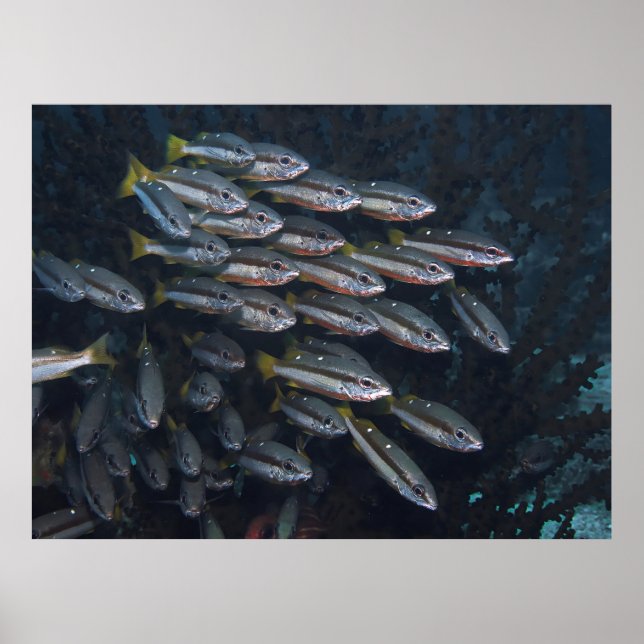 Två spotsnappare poster (Framsidan)