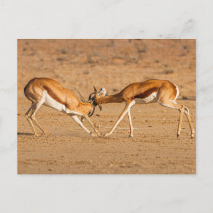 Två Springbok Antelope Fighting Vykort