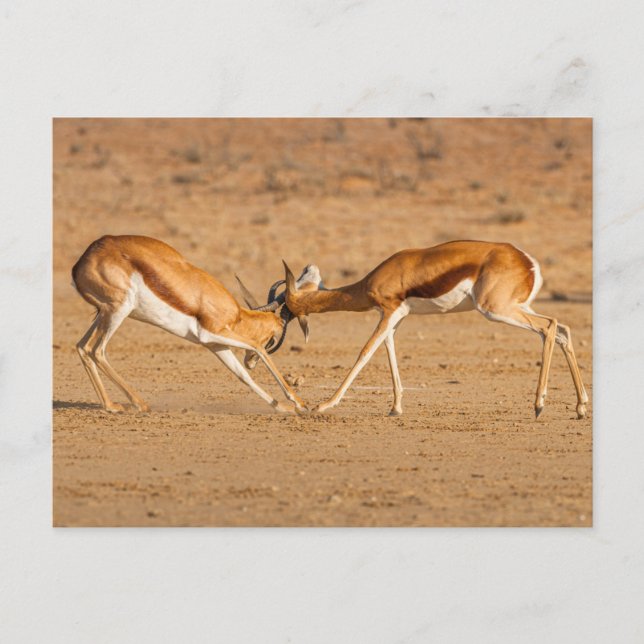 Två Springbok Antelope Fighting Vykort (Framsida)