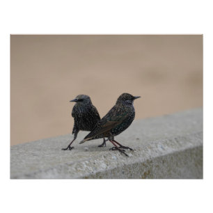 Två Starlings Fototryck