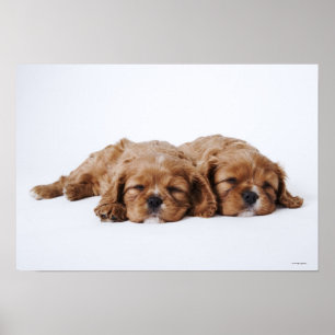 Två stolt Spanielvalpar för kung Charles Poster