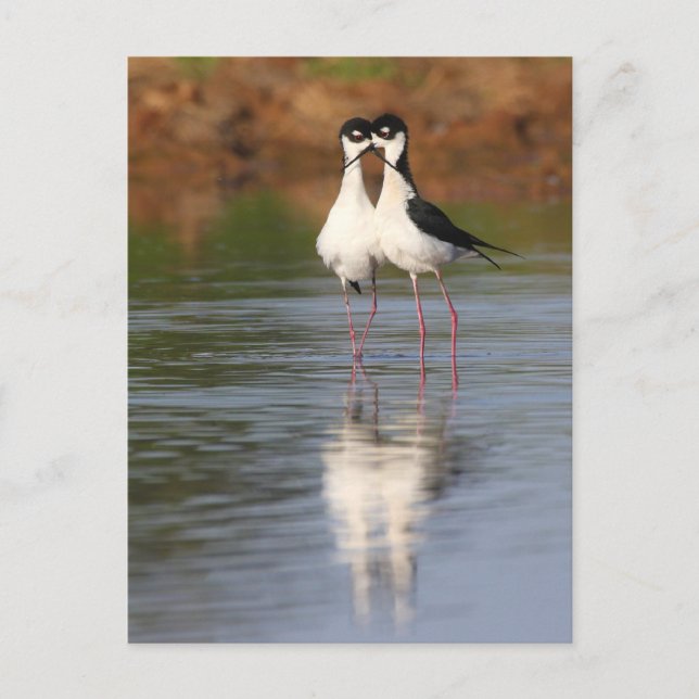två storkar som kramas vykort (Framsida)