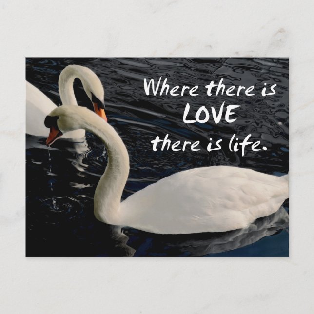 Två Svanar på Sjö Vykort (Framsida)