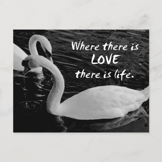 Två svanar på sjön  vykort (Framsida)