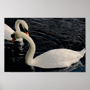 Två Svanar Poster