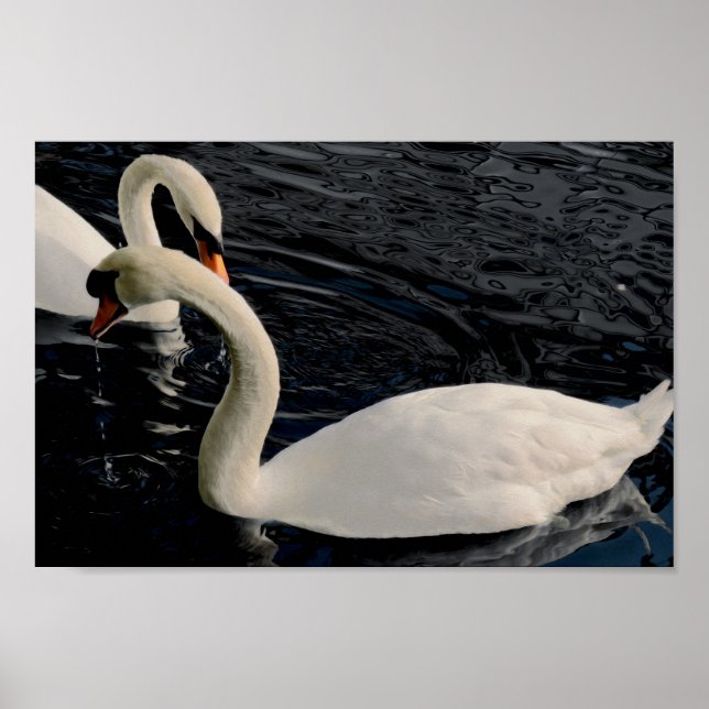 Två Svanar Poster (Framsidan)