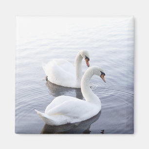 Två Svanar simmande på Tranquil Sjö Magnet