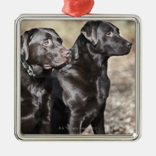 Två svart Labrador retrievers Julgransprydnad Metall