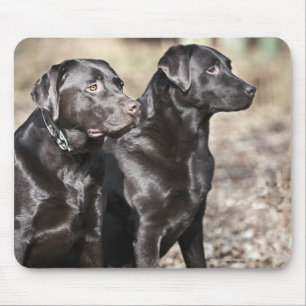 Två svart Labrador retrievers Musmatta