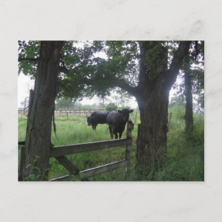 två svarta skönheter vykort