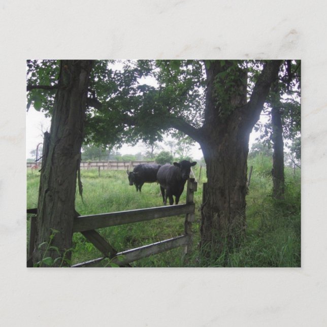 två svarta skönheter vykort (Framsida)