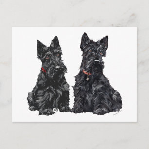 Två svarta skotska terrier vykort