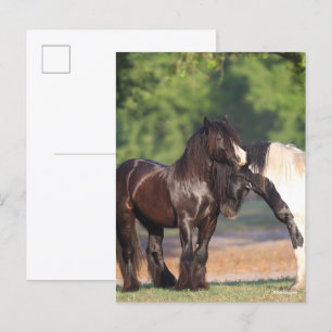 Två svartvitt-gipsivrar-möten vykort