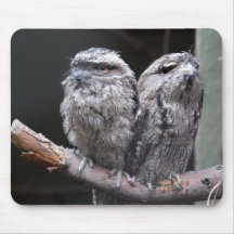 Två Tawny Frogmouth Birds