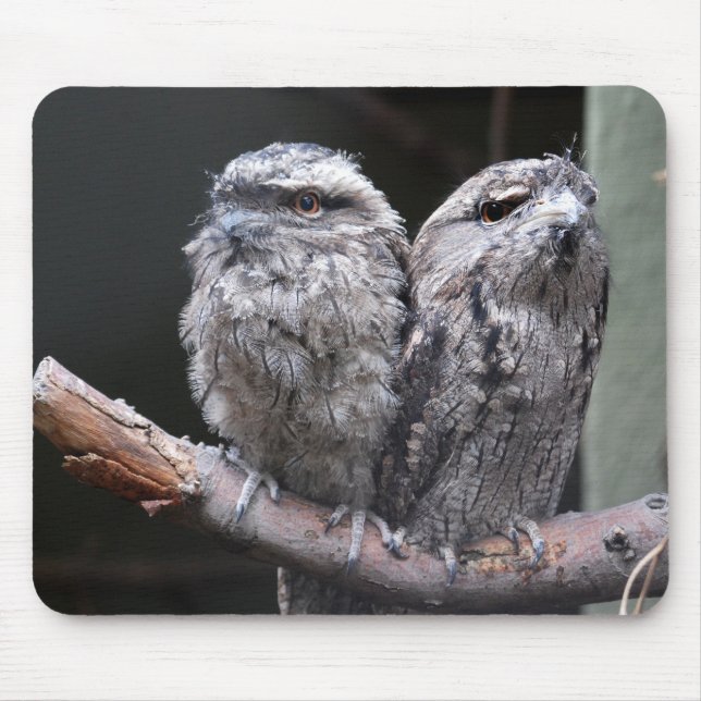 Två Tawny Frogmouth Birds Musmatta (Framsidan)