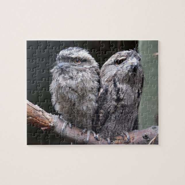 Två Tawny Frogmouth Birds Pussel (Horisontell)