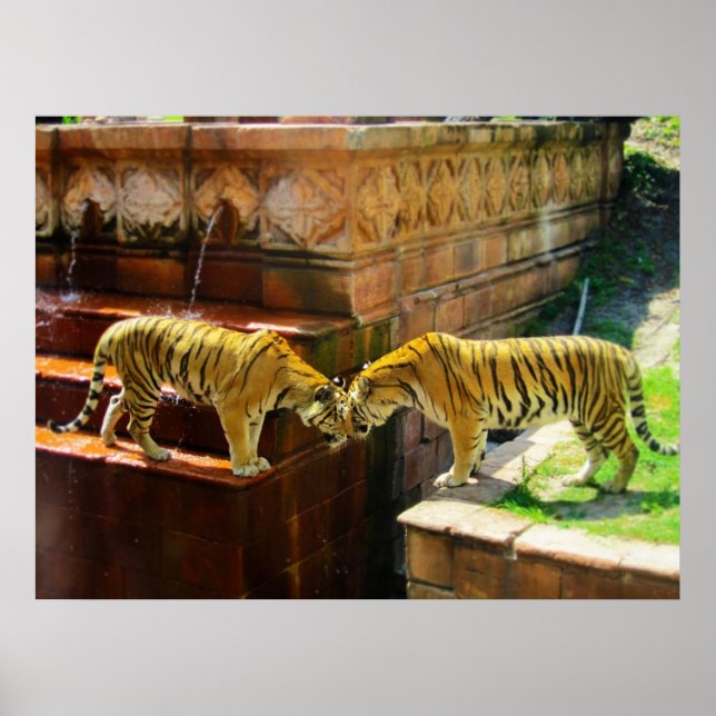 Två Tigers Poster (Framsidan)