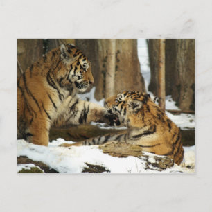 Två Tigers Vykort