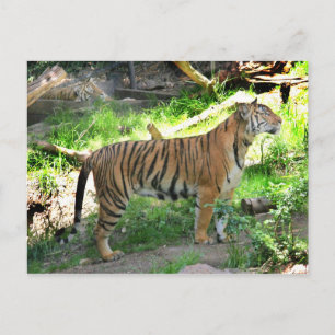 Två tigrar vid San Diego Zoo Vykort