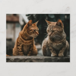 Två Tom Cats som talar om Funny Cat Vykort