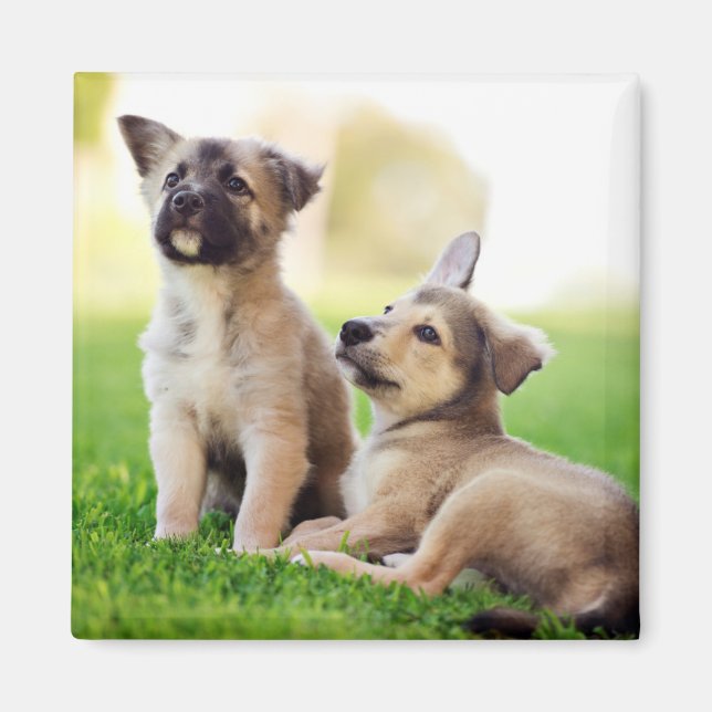 Två tyska hundvalpar magnet (Framsidan)