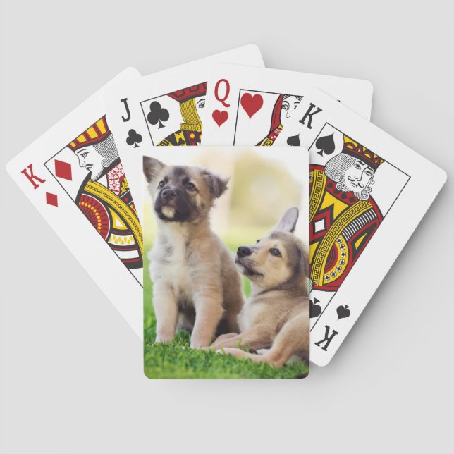 Två tyska valpar av herdedjur casinokort (Baksidan)