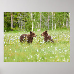 Två unga bruna björnvänner poster