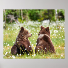 Två unga brunbjörnar sitta