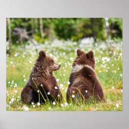 Två unga brunbjörnar sitta poster