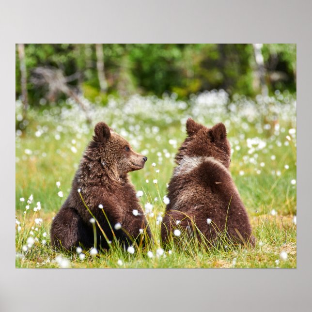 Två unga brunbjörnar sitta poster (Framsidan)