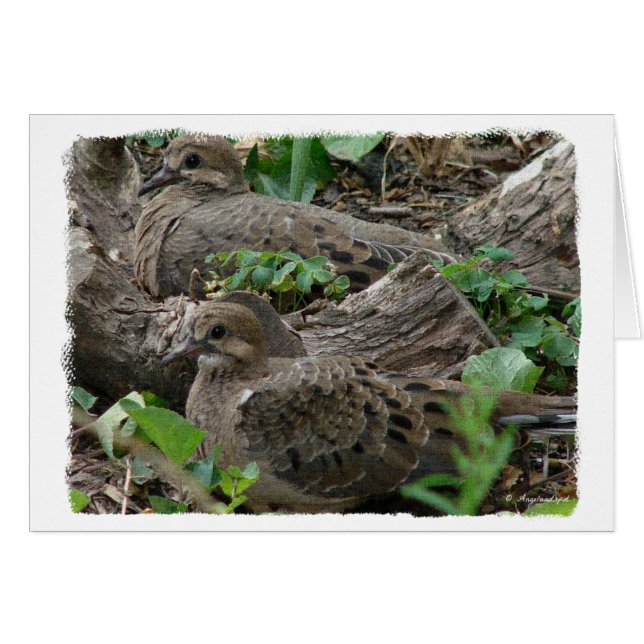 Två unga duvor hälsningskort (Framsidan Horizontal)