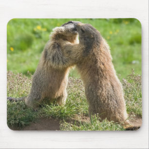 två unga marmots musmatta