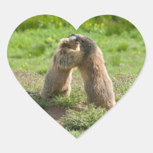 två unga marmotter hjärtformat klistermärke