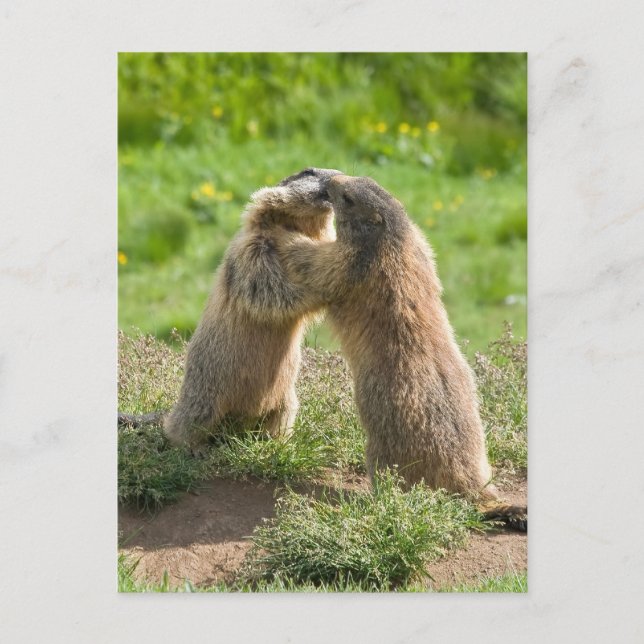 två unga marmotter vykort (Framsida)
