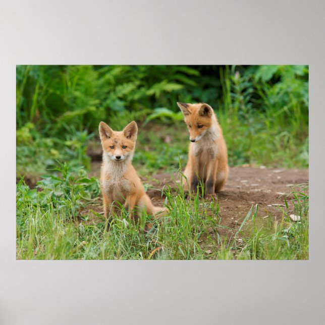 Två unga rödrävar i naturen poster (Framsidan)