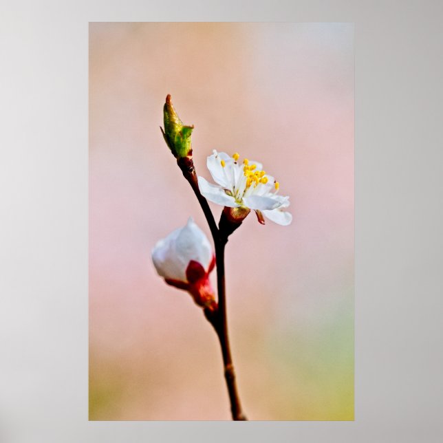 Två vackra japanska Apricot Flowers Poster (Framsidan)